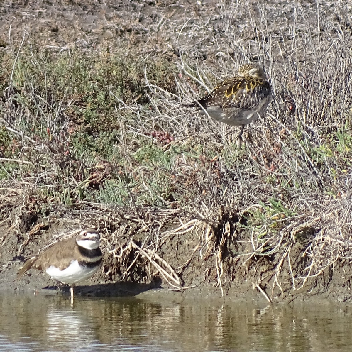 Pacific Golden-Plover - ML646318512