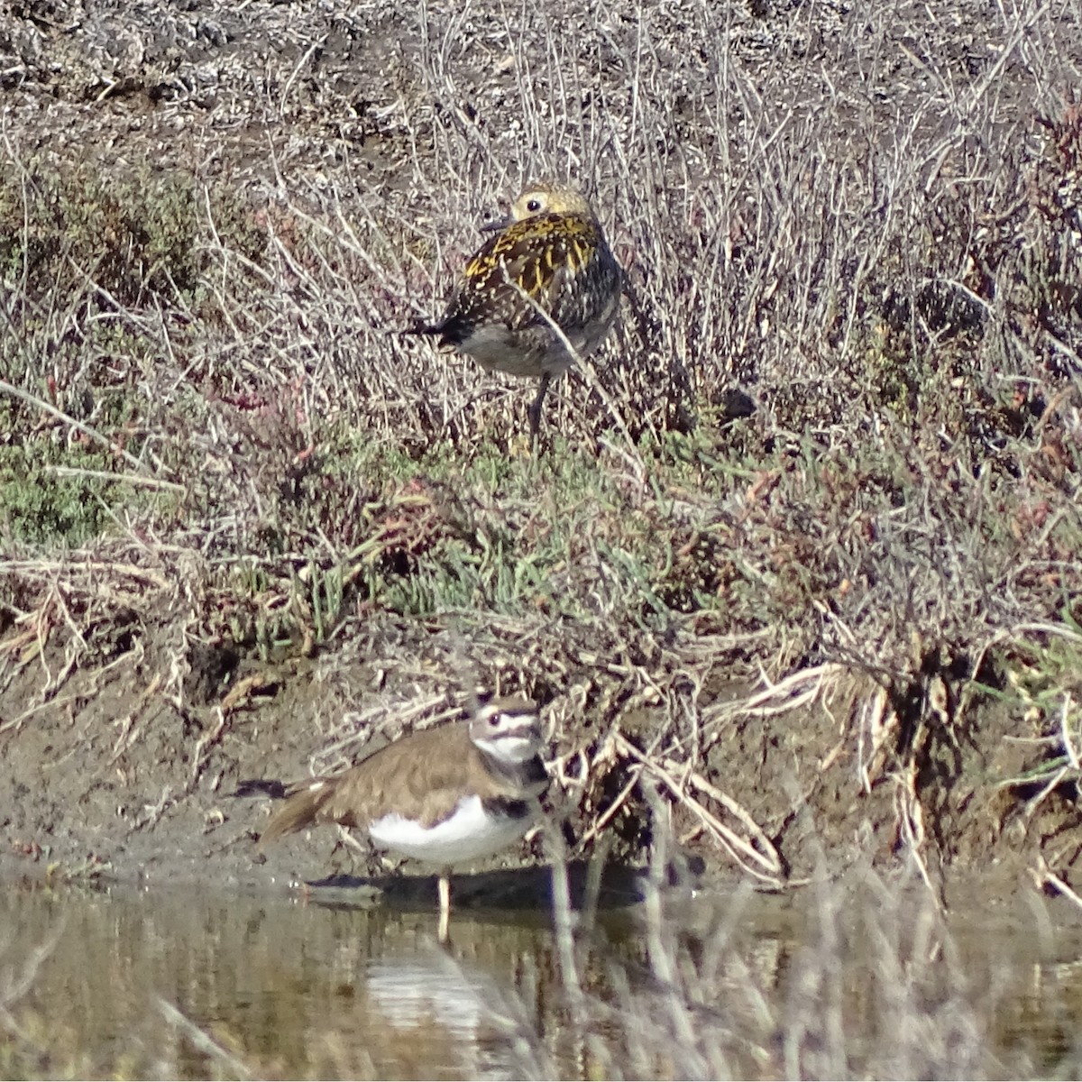 Pacific Golden-Plover - ML646318513