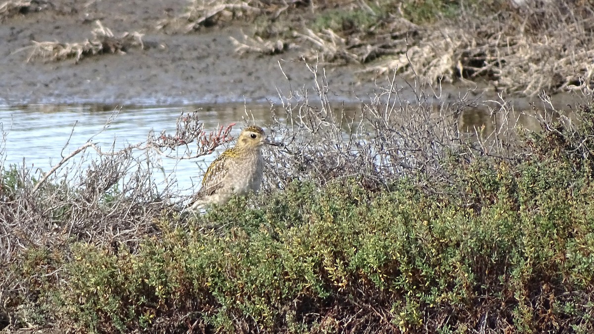 Pacific Golden-Plover - ML646318514