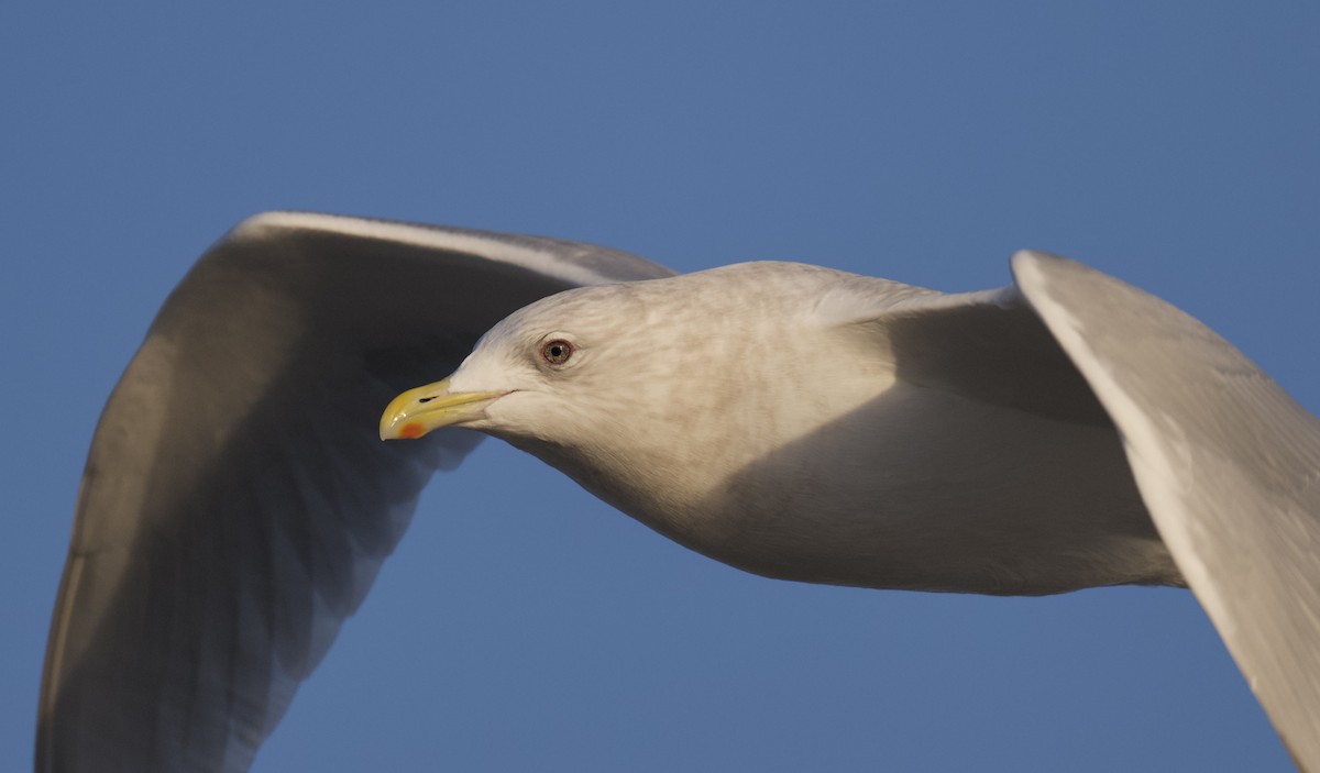 Iceland Gull - ML646318515