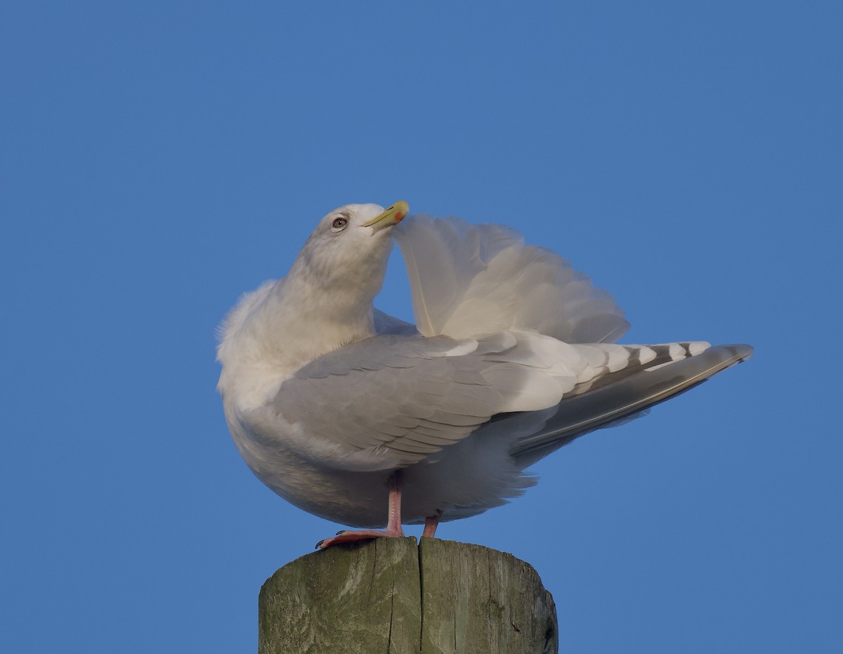 Iceland Gull - ML646318522