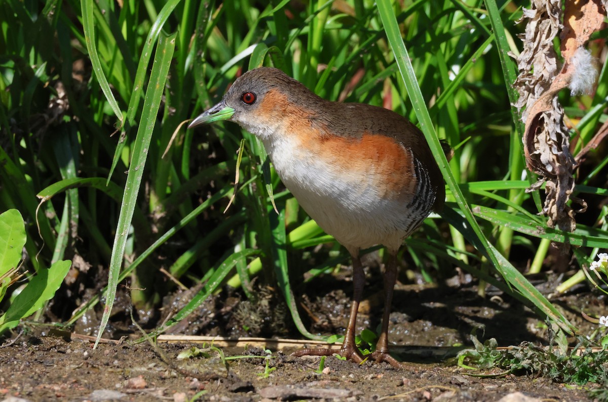 Rufous-sided Crake - ML646318523