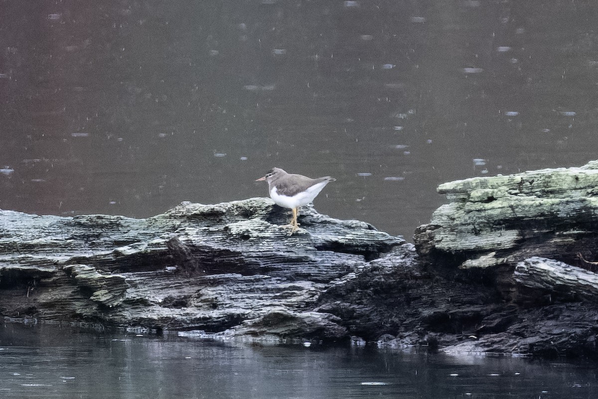 Spotted Sandpiper - ML646318524