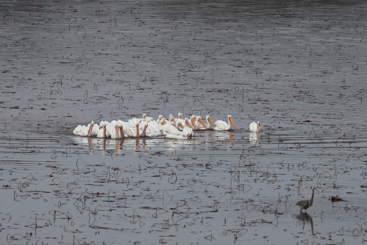 American White Pelican - ML646318525