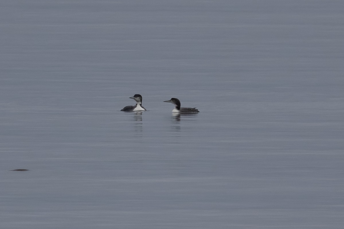 Common Loon - ML646318528