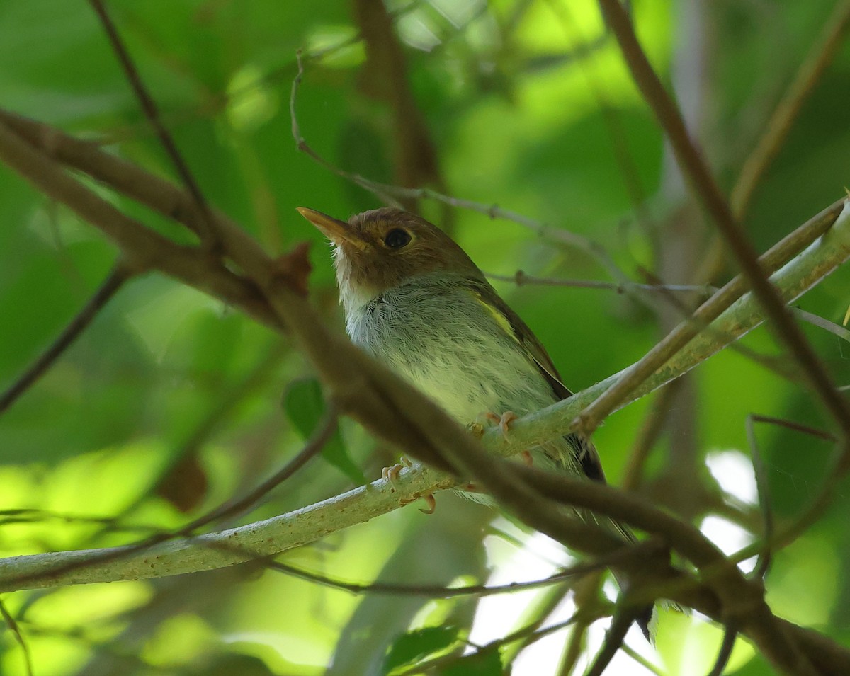 Вилохвостый тоди-тиранн - ML646318529