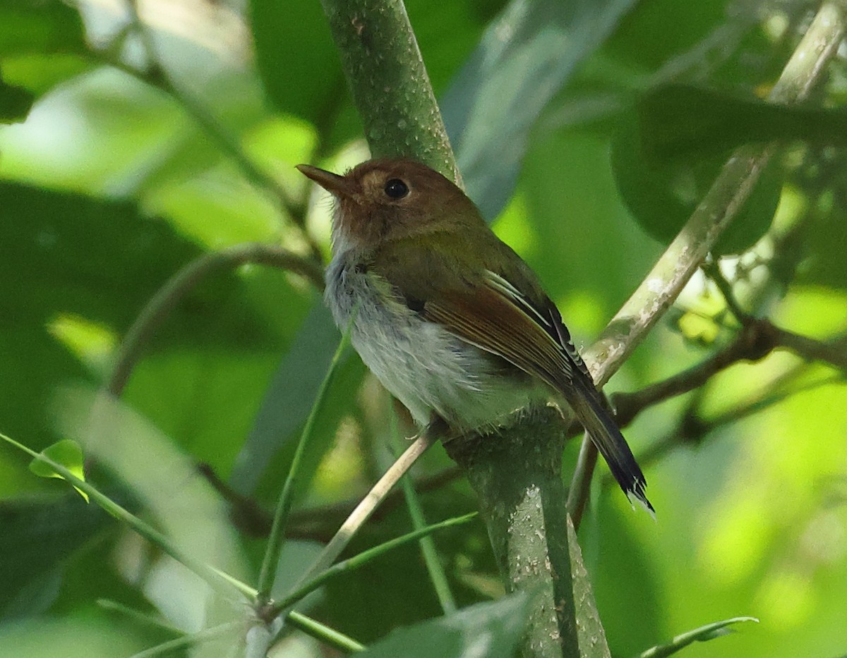 Вилохвостый тоди-тиранн - ML646318530