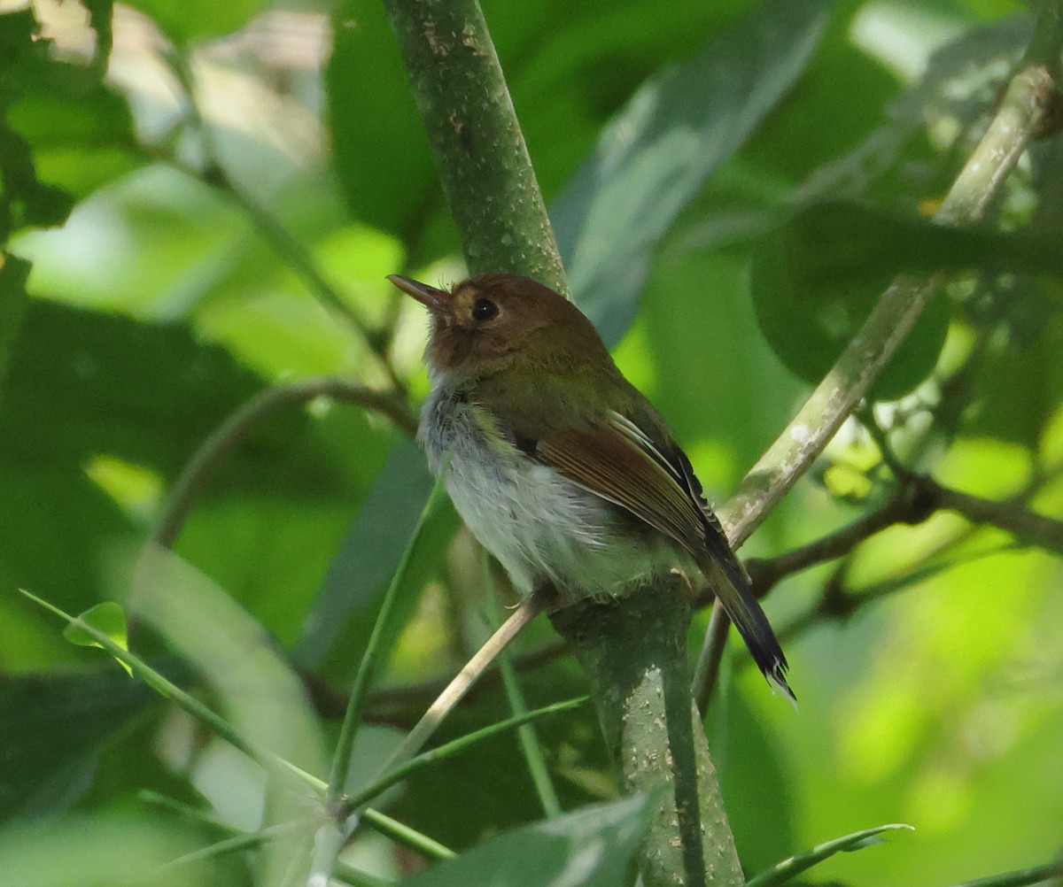 Вилохвостый тоди-тиранн - ML646318531