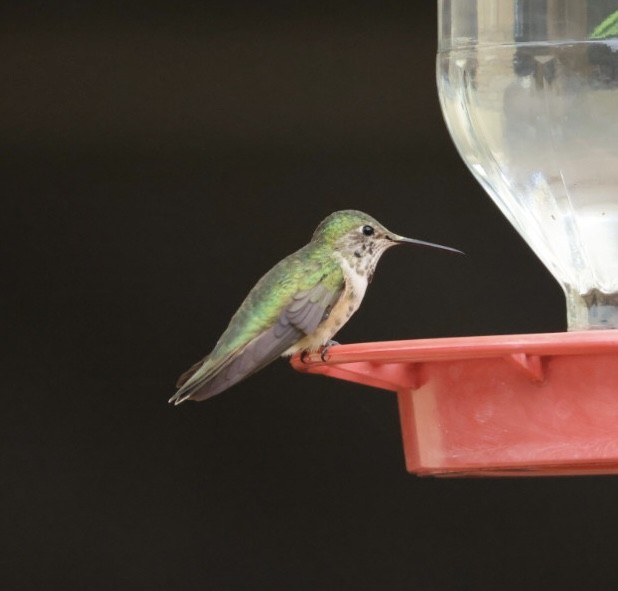 Broad-tailed Hummingbird - ML646318533