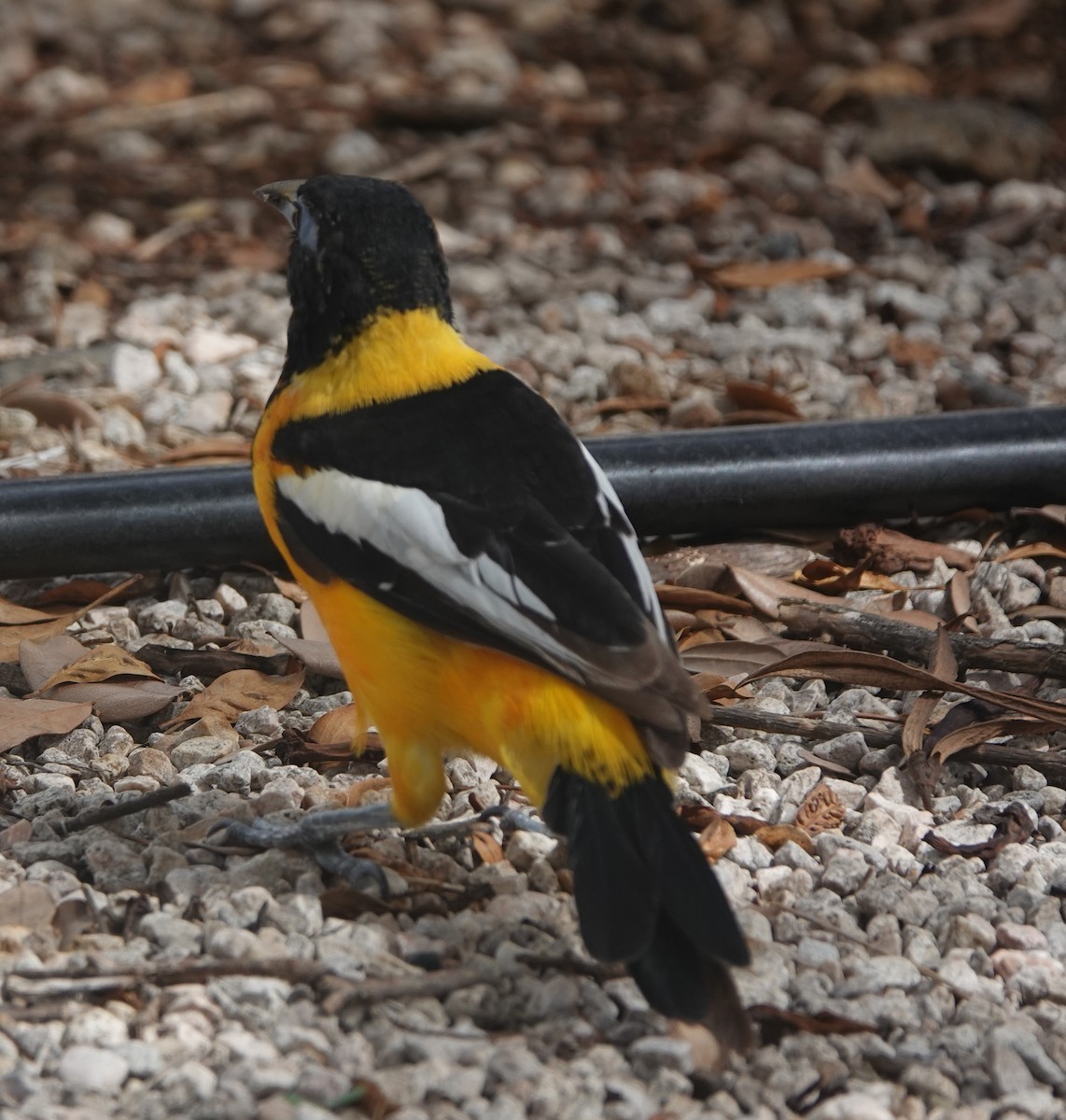 Venezuelan Troupial - ML646318534