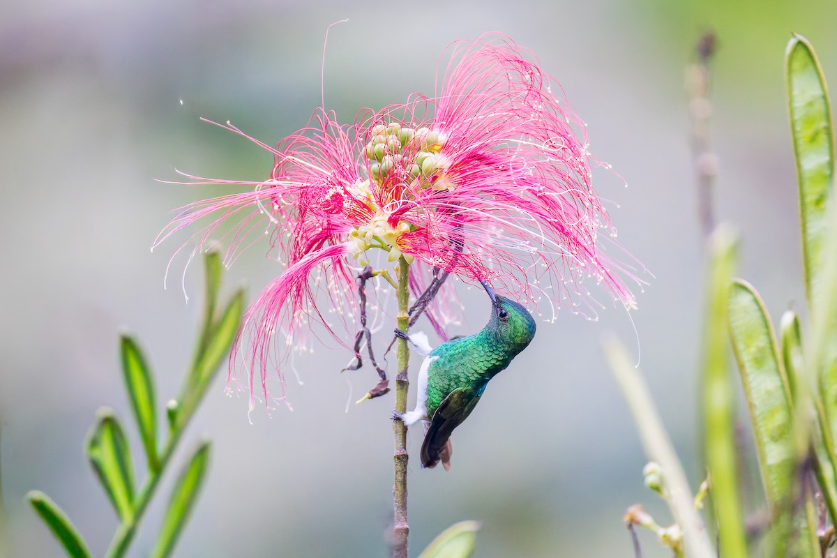 Snowy-bellied Hummingbird - ML646318537