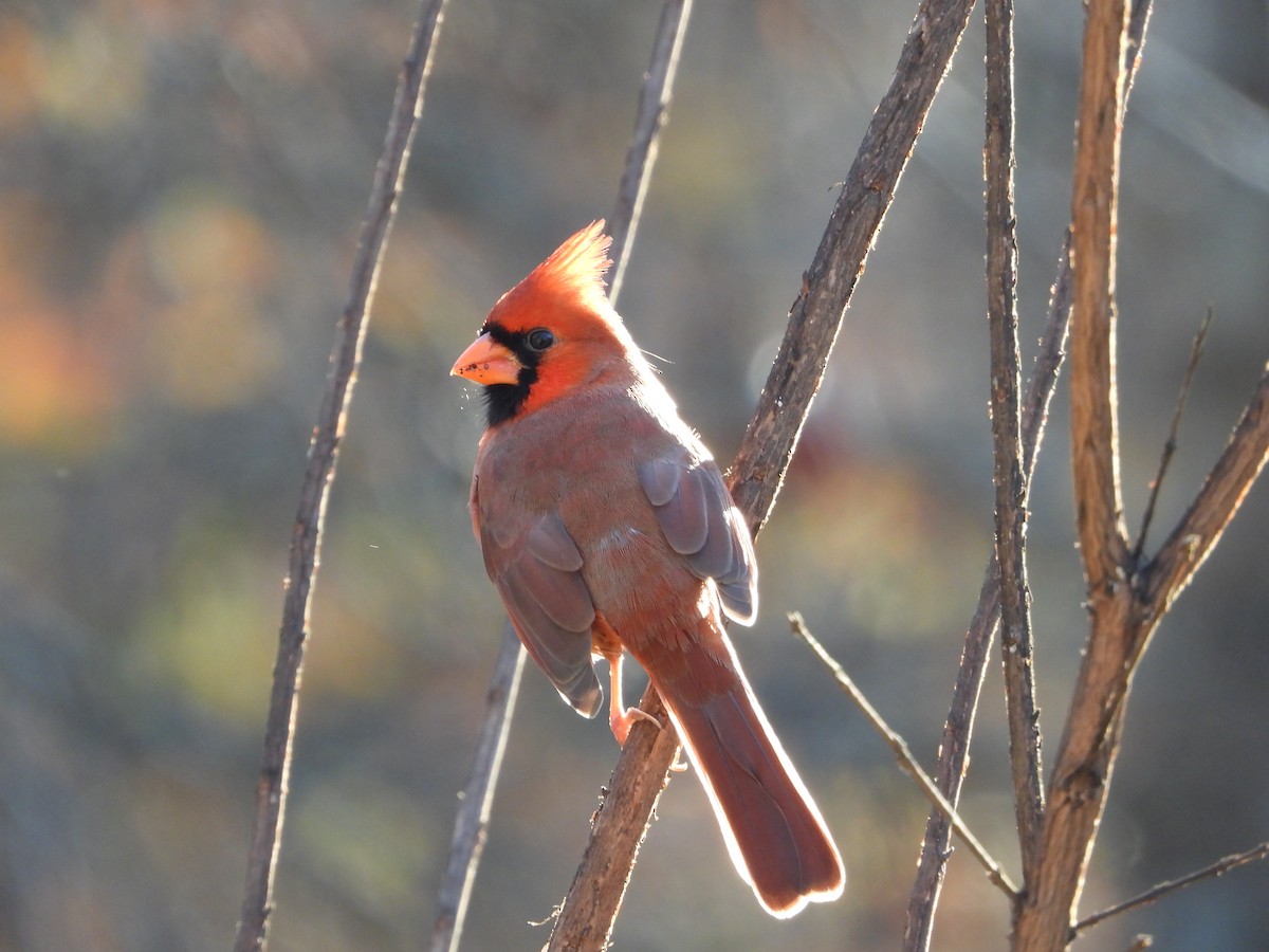Cardenal Norteño - ML646318539