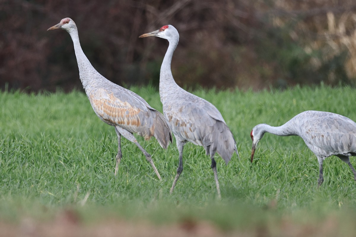 Sandhill Crane - ML646318541