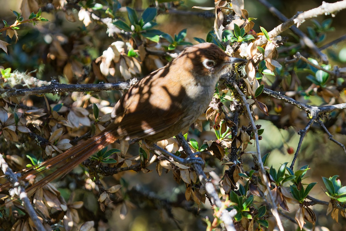 Eye-ringed Thistletail - ML646318542