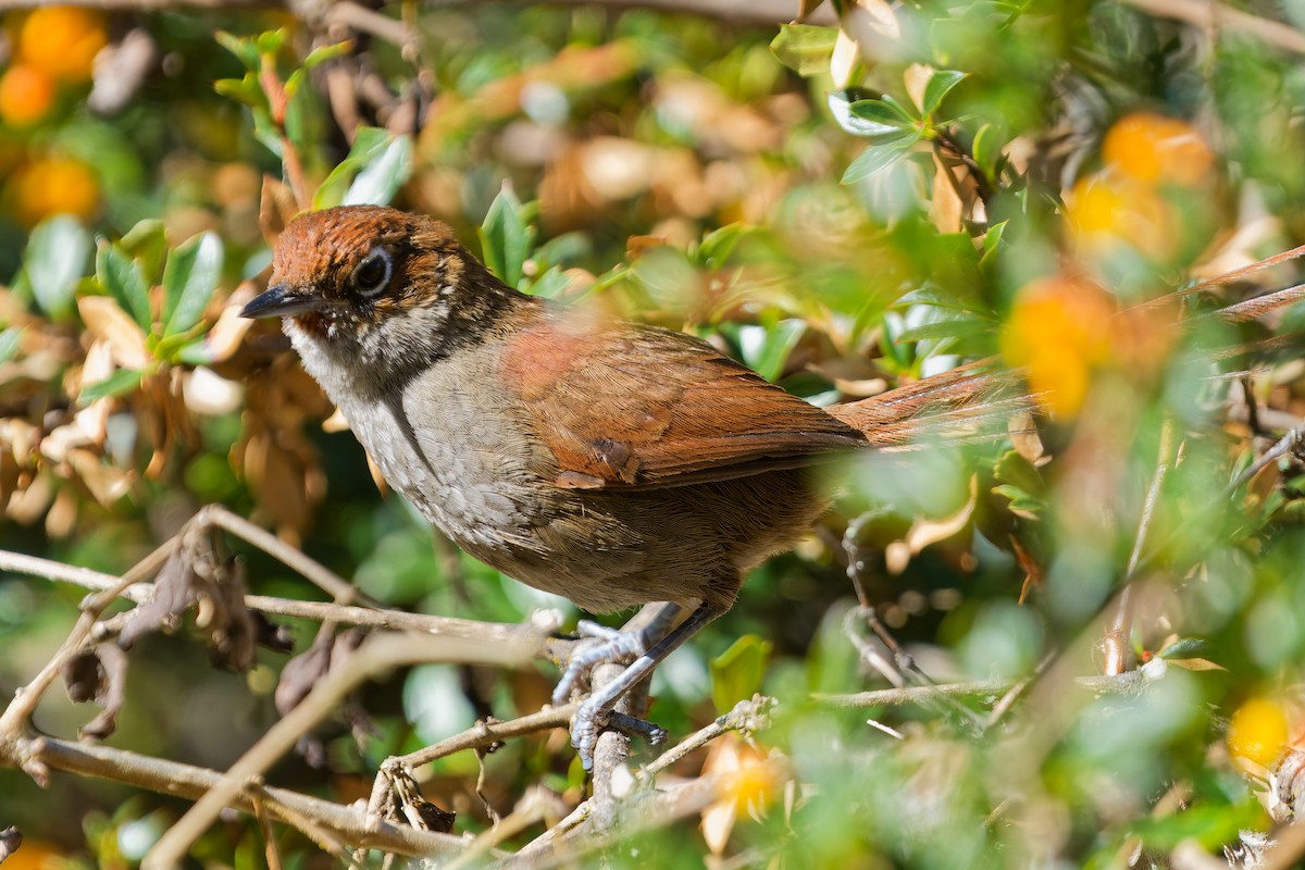Eye-ringed Thistletail - ML646318543
