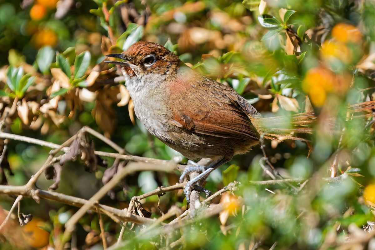 Eye-ringed Thistletail - ML646318544