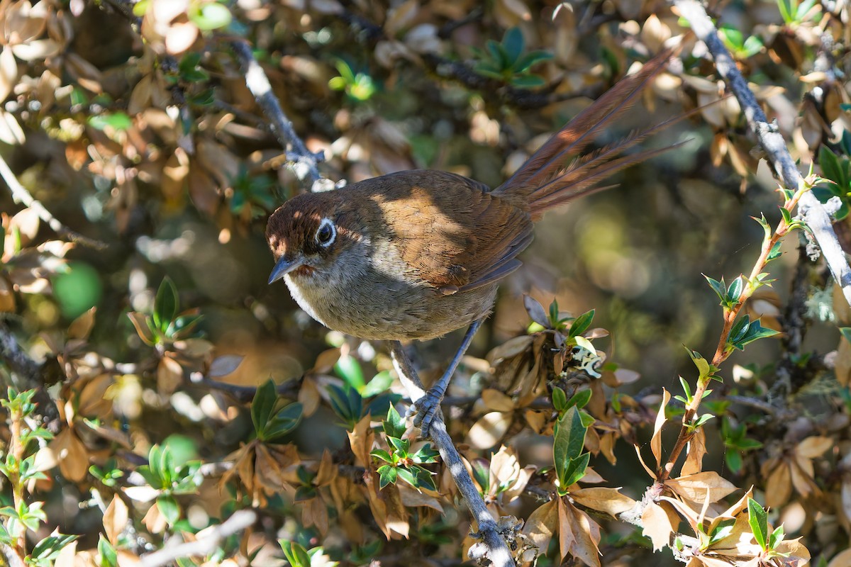 Eye-ringed Thistletail - ML646318545