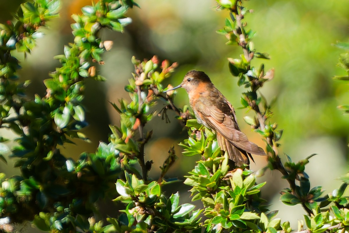 Shining Sunbeam - ML646318547