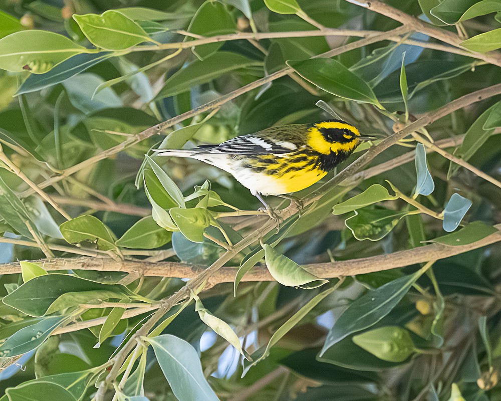 Townsend's Warbler - ML646318548