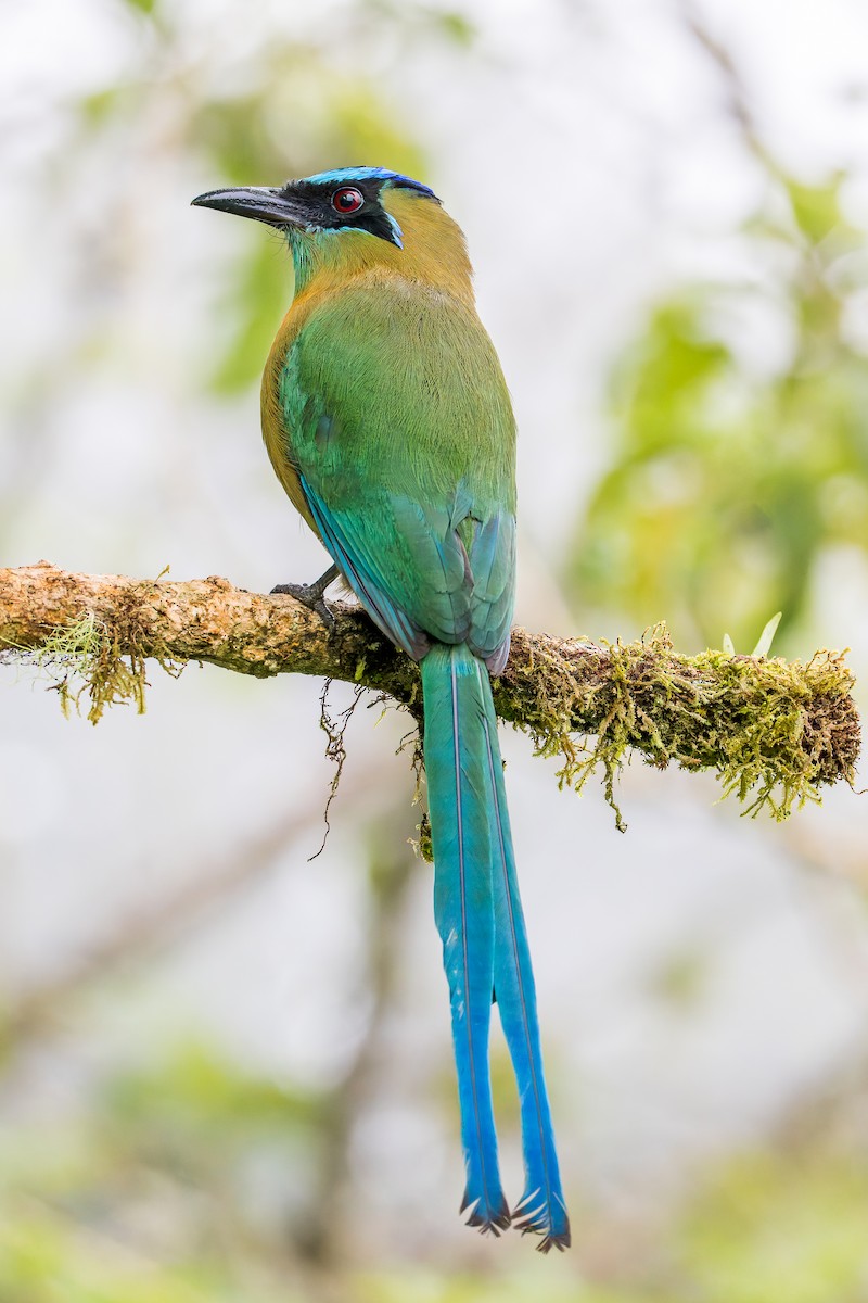 Lesson's Motmot - ML646318549