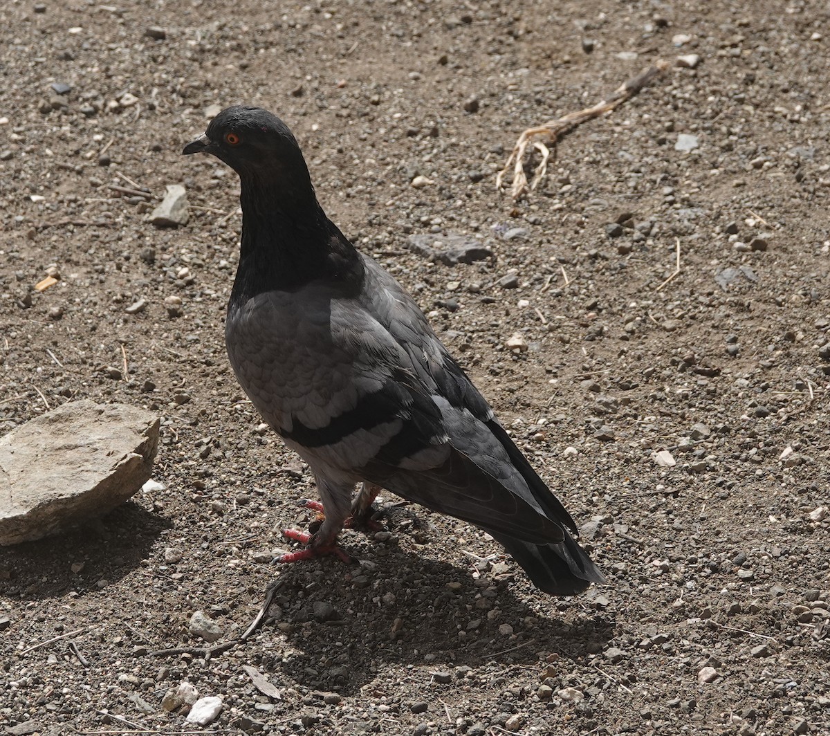 カワラバト（ドバト、家畜型） - ML646318550