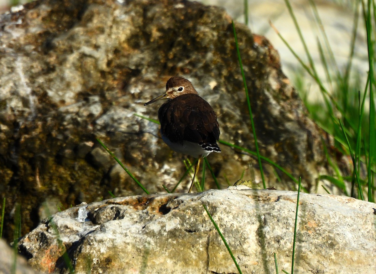 Solitary Sandpiper - ML646318552