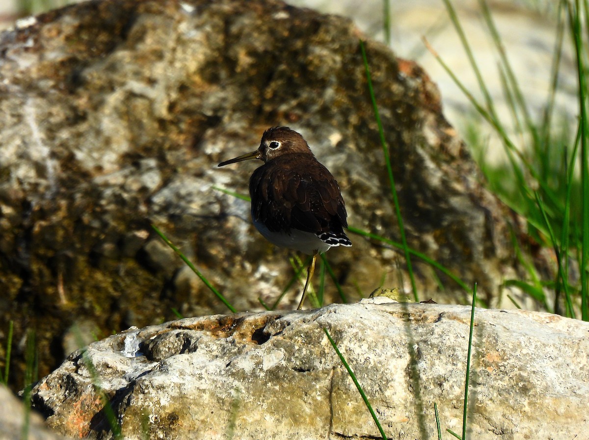 Solitary Sandpiper - ML646318553