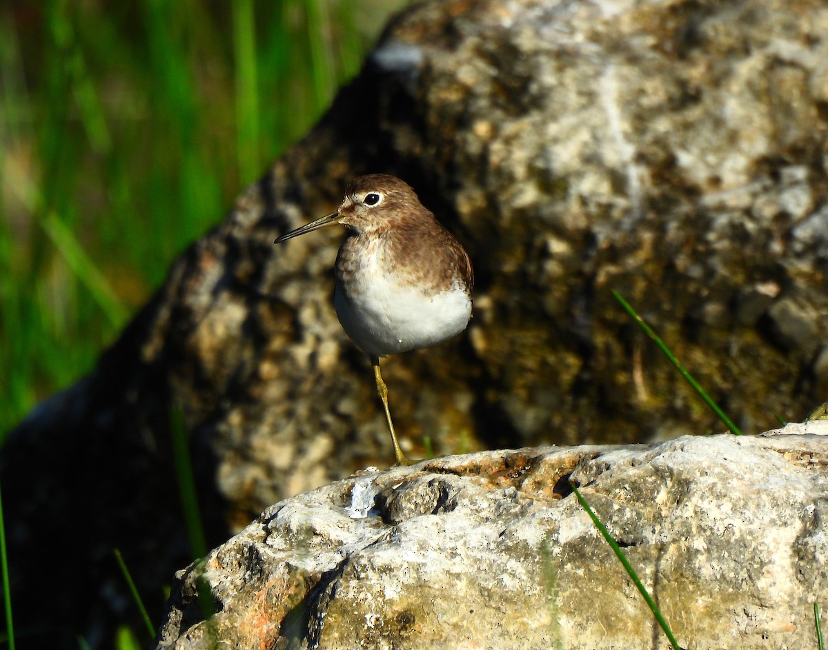 Solitary Sandpiper - ML646318554
