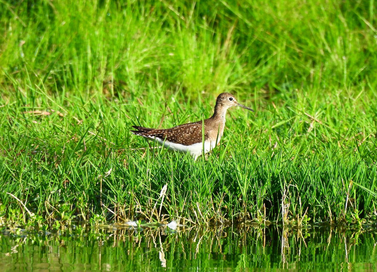 Solitary Sandpiper - ML646318555