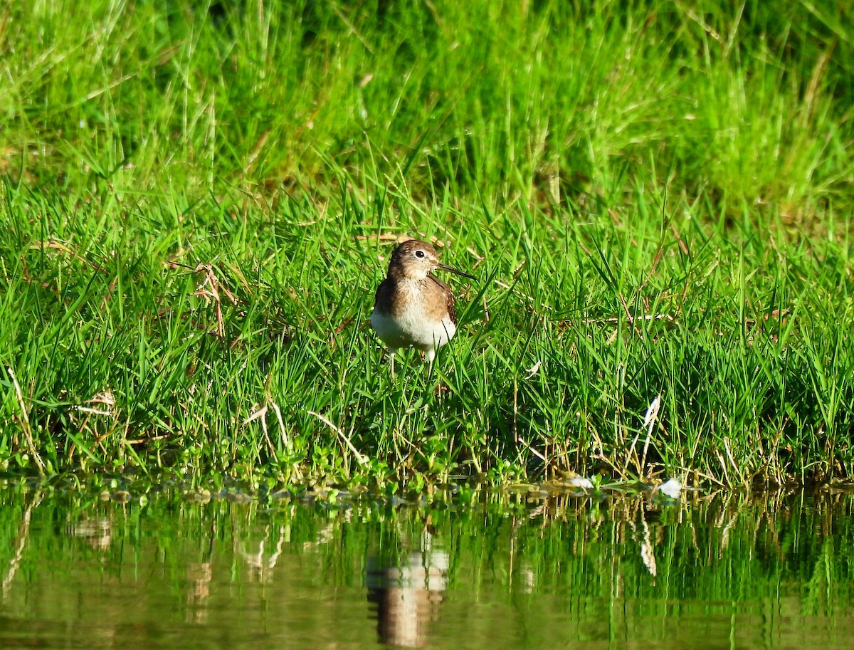 Solitary Sandpiper - ML646318556