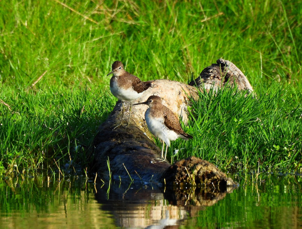 Solitary Sandpiper - ML646318557