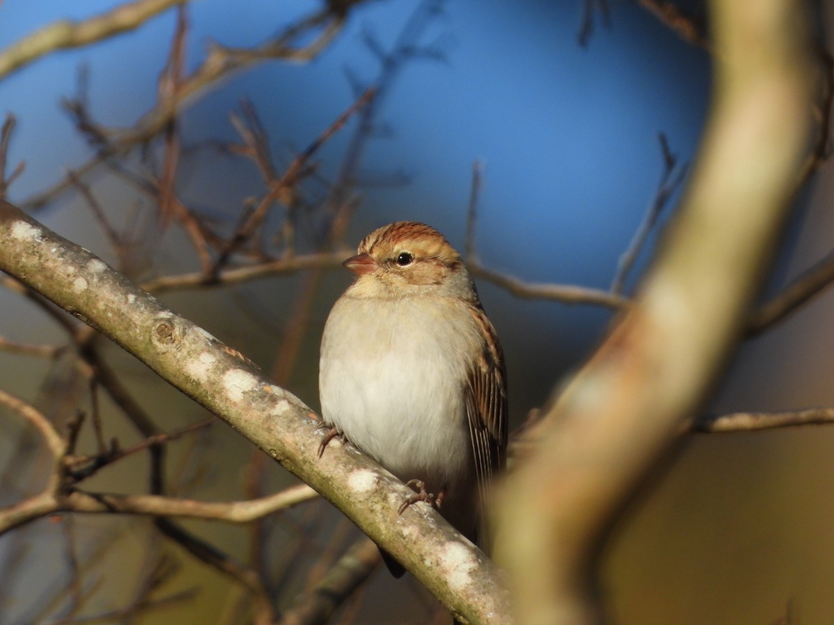 Chipping Sparrow - ML646318558