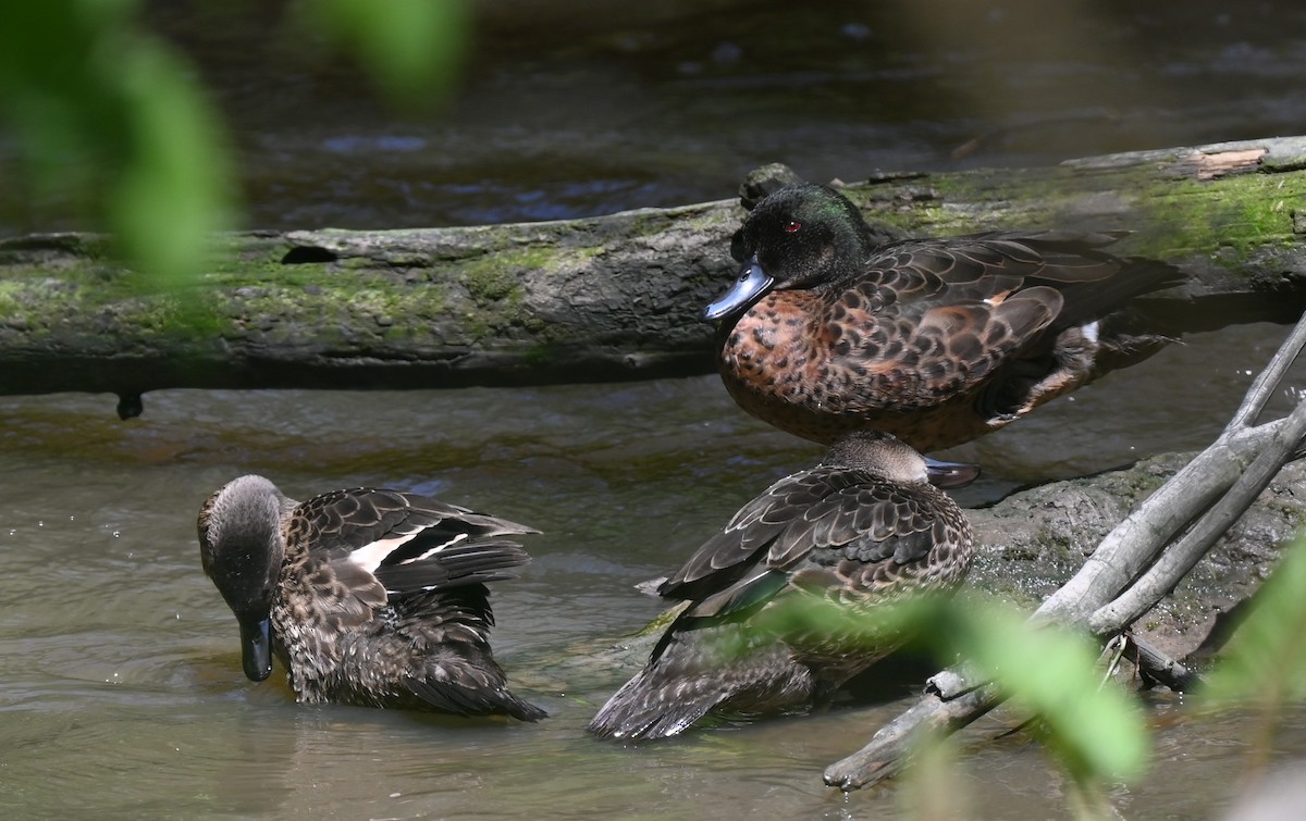 Chestnut Teal - ML646318559