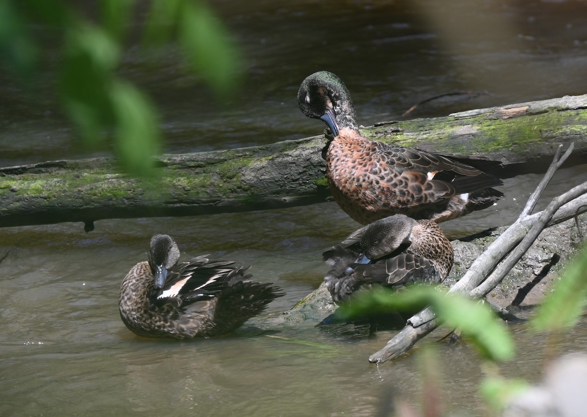 Chestnut Teal - ML646318560