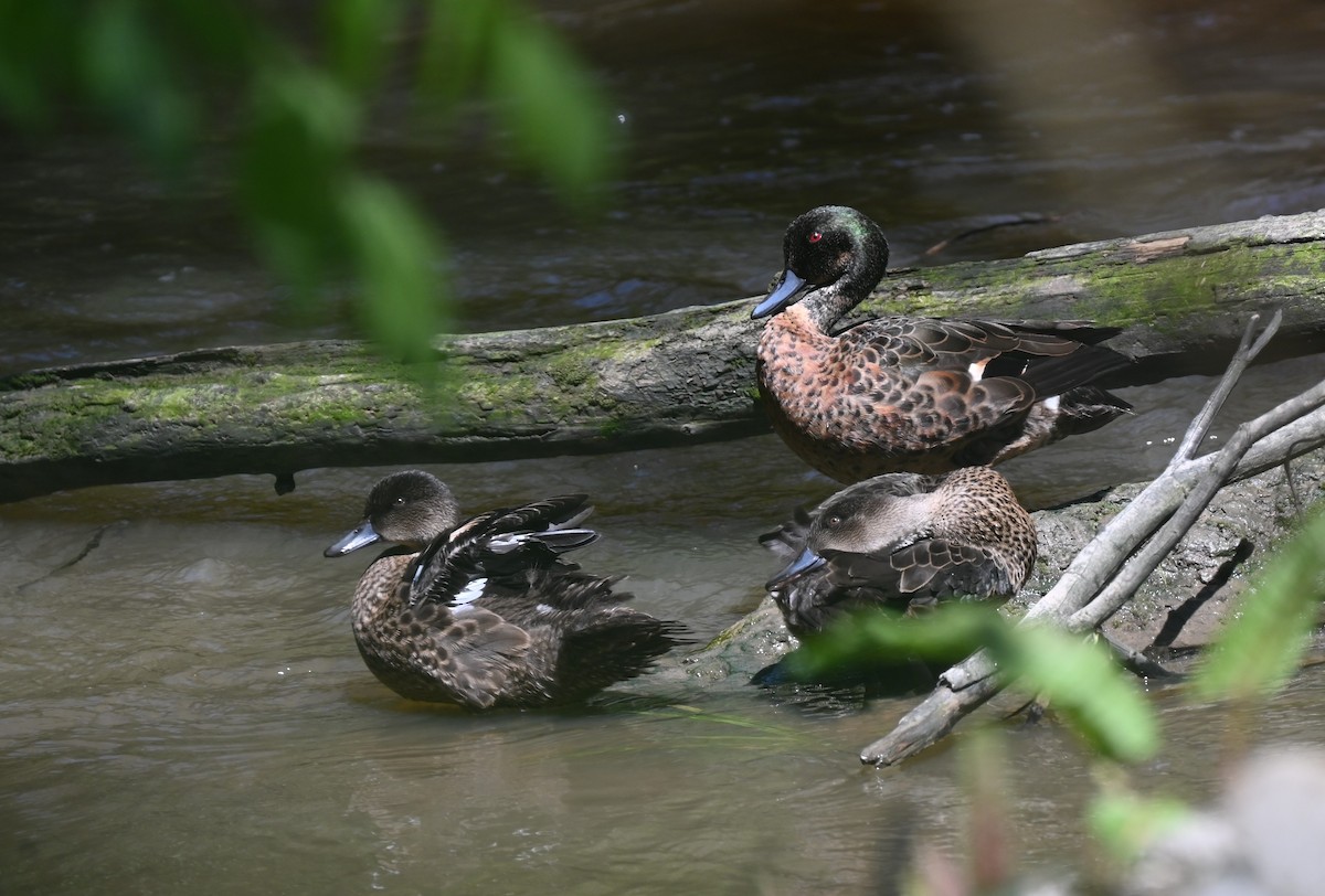 Chestnut Teal - ML646318561
