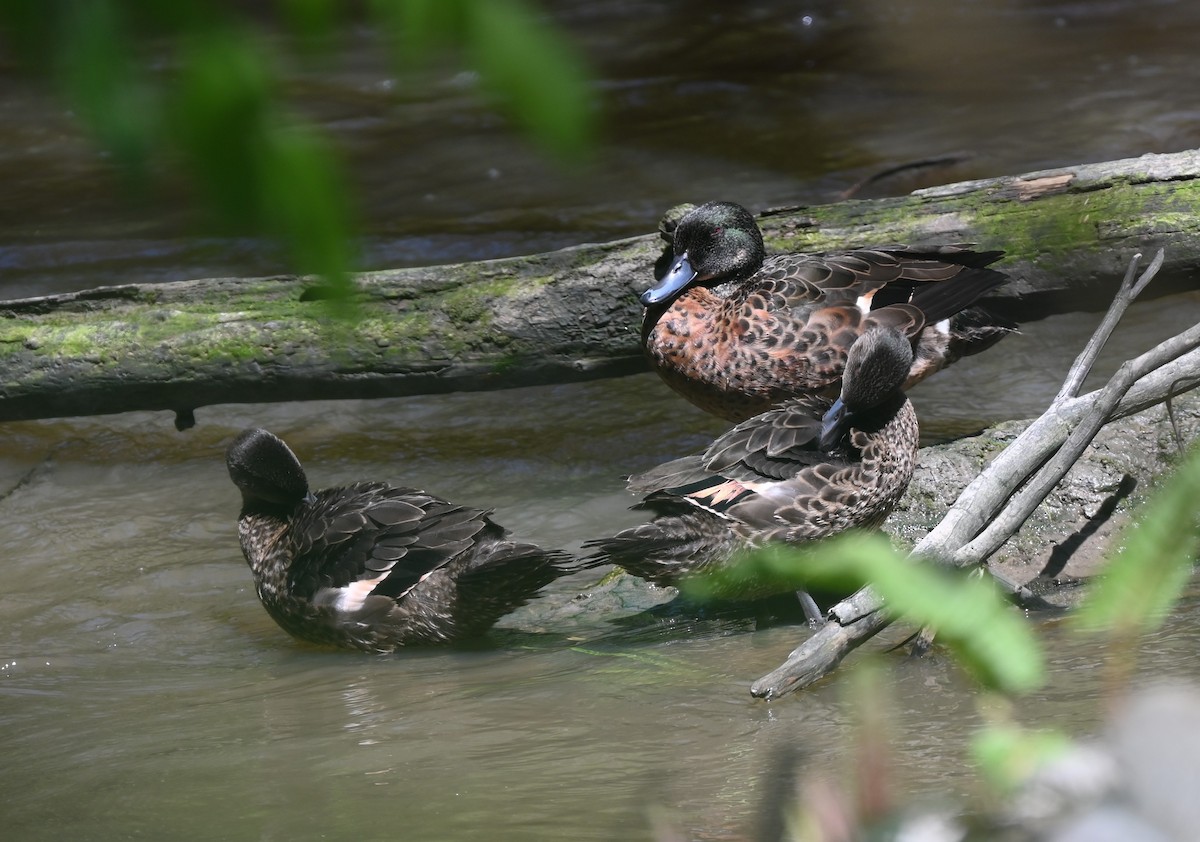 Chestnut Teal - ML646318562