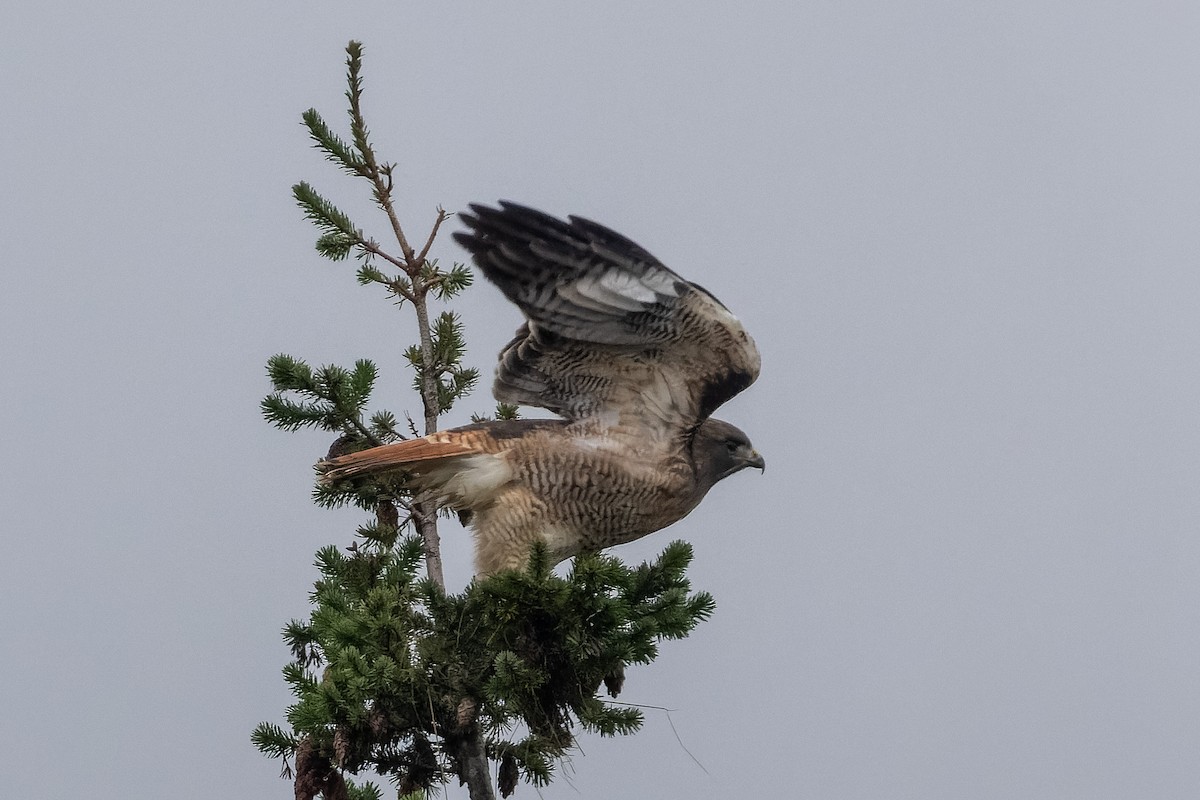 Red-tailed Hawk - ML646318564