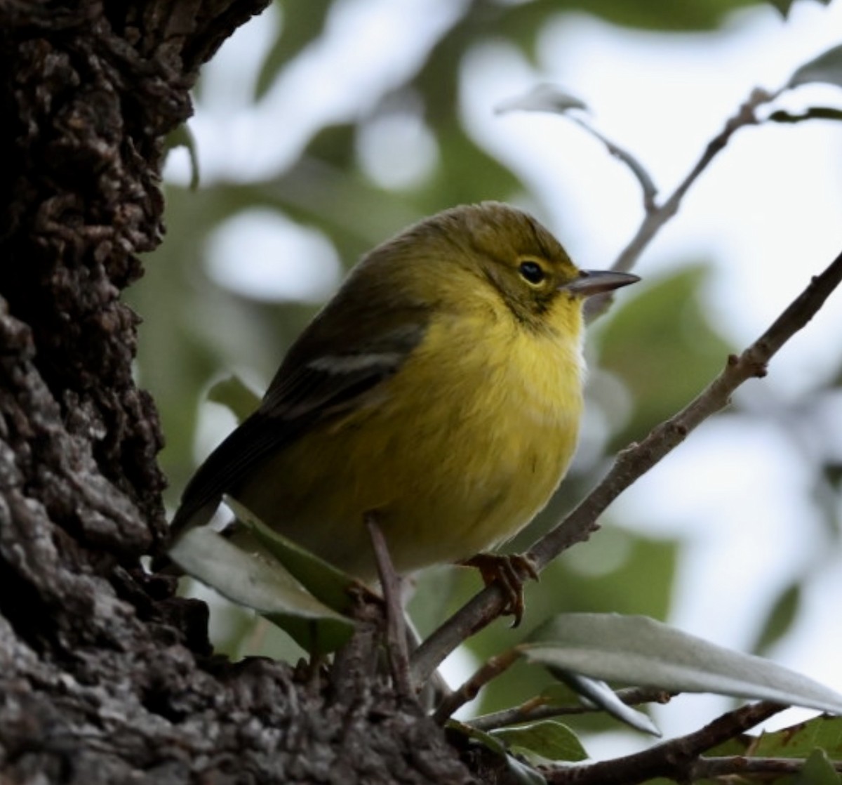 Pine Warbler - ML646318565