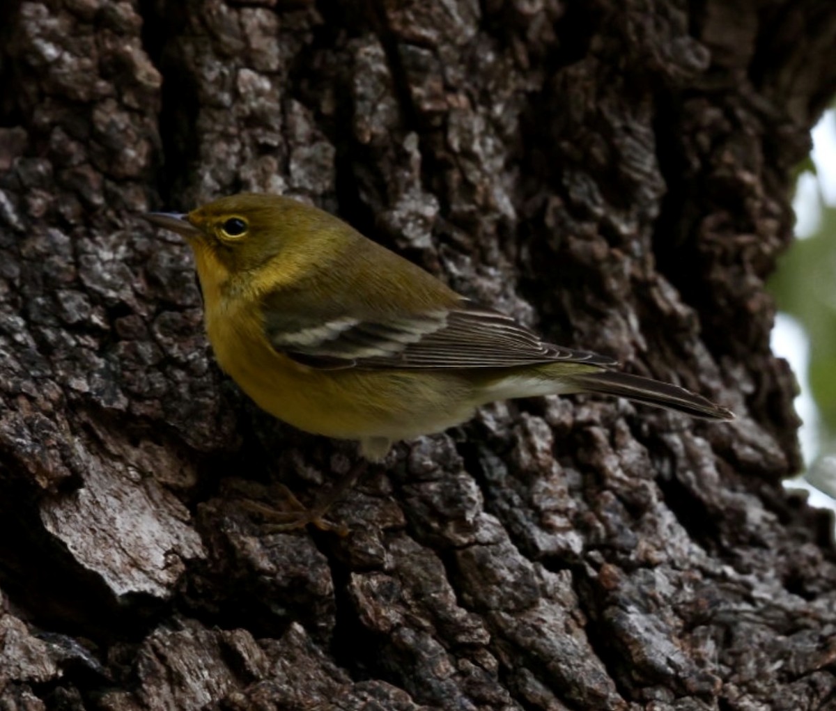 Pine Warbler - ML646318566