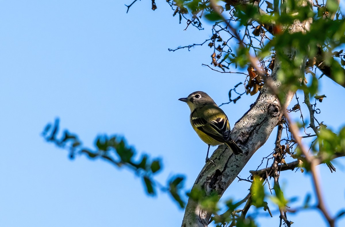 Graukopfvireo - ML646318567