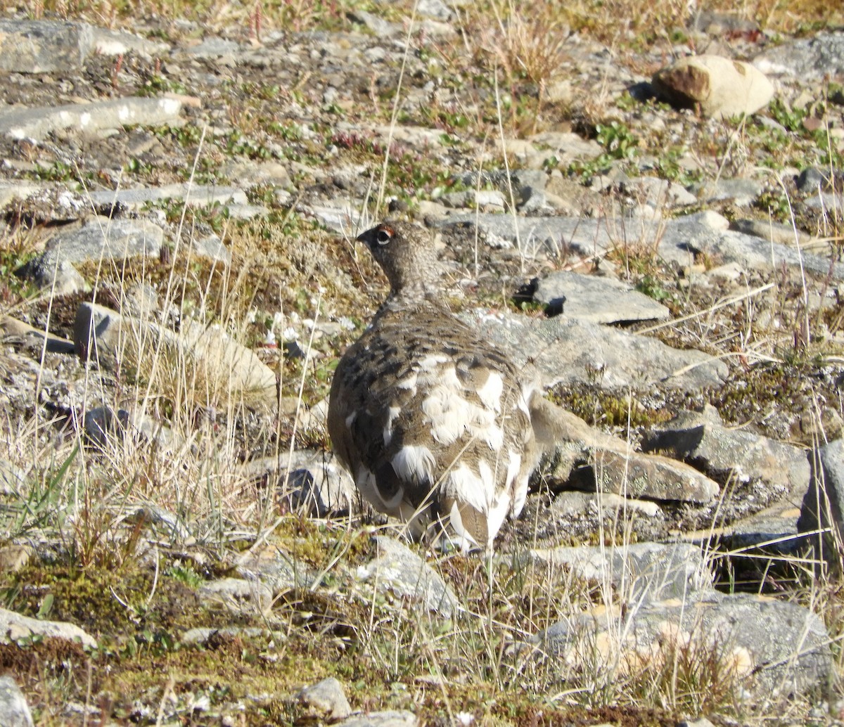 Rock Ptarmigan - ML646318568