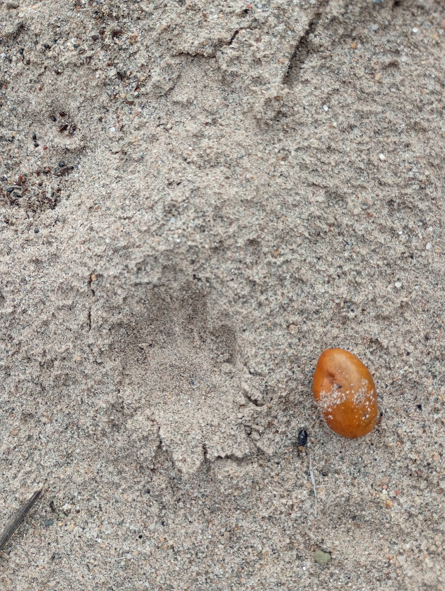 Animals - ML646318570