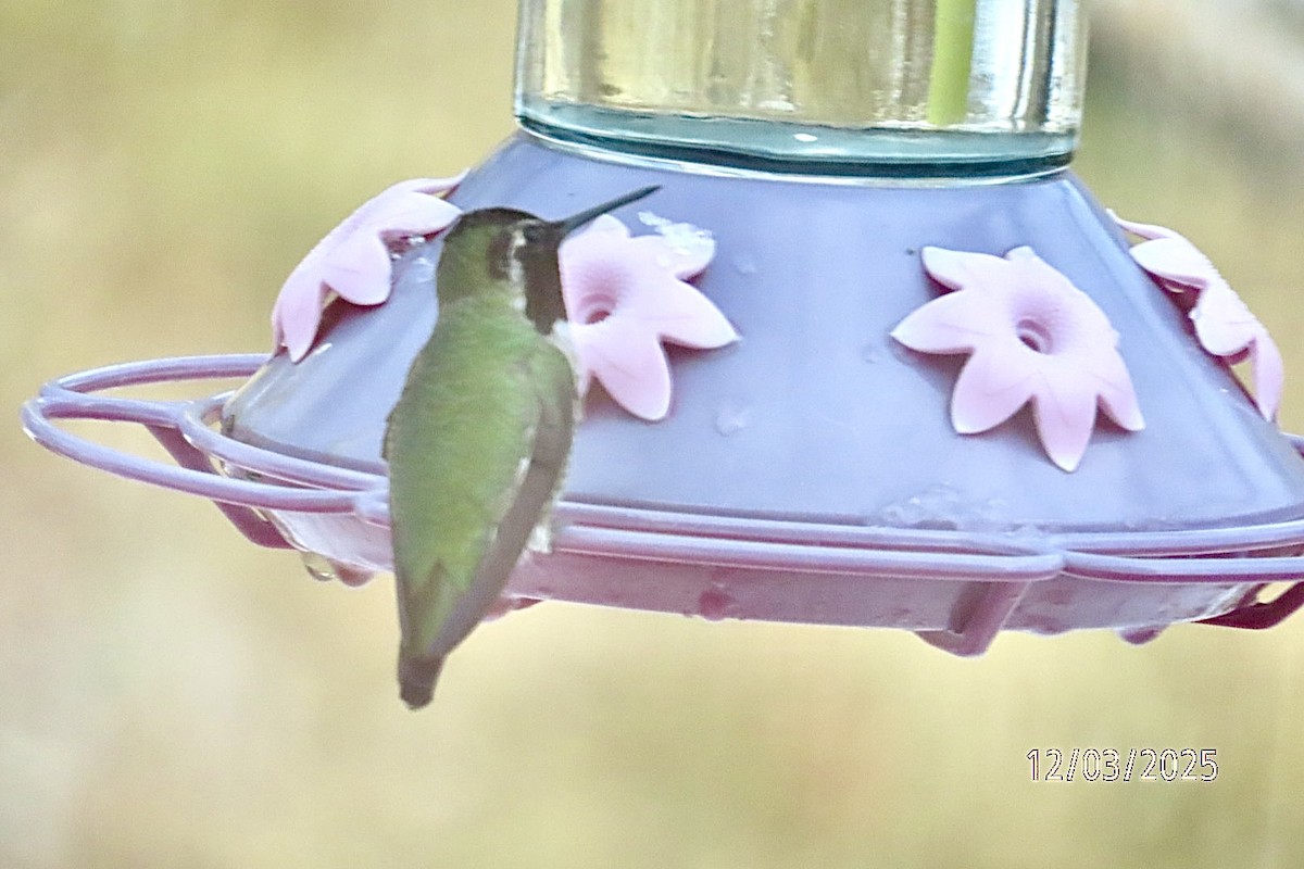 アンナハチドリ - ML646318571