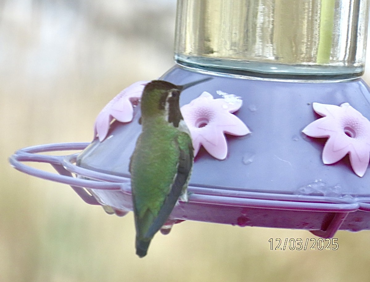 アンナハチドリ - ML646318572