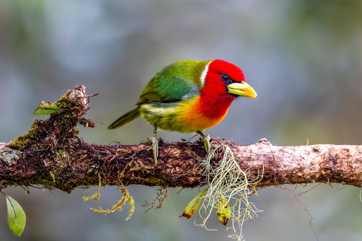 Red-headed Barbet - ML646318574