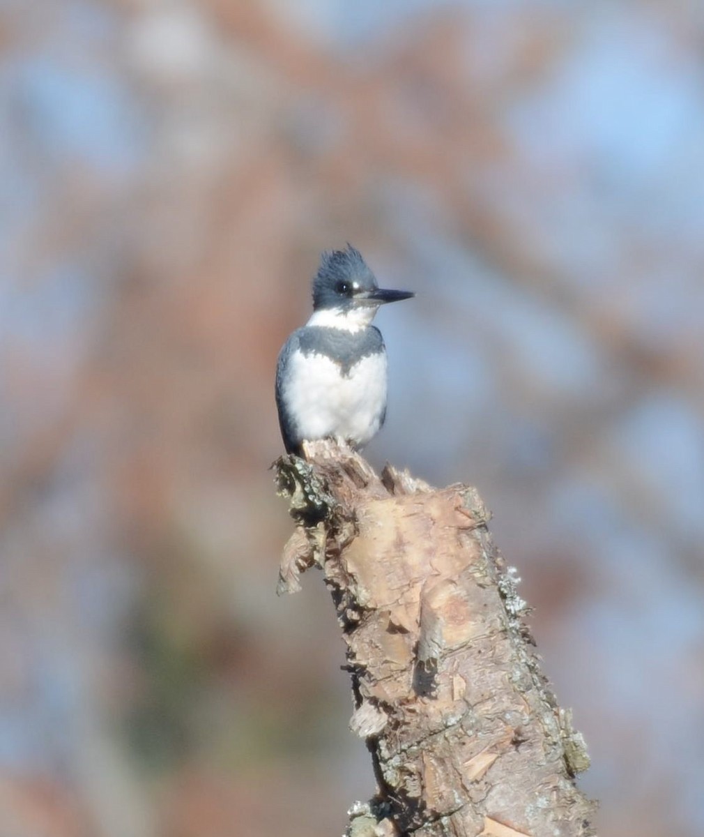 アメリカヤマセミ - ML646318575