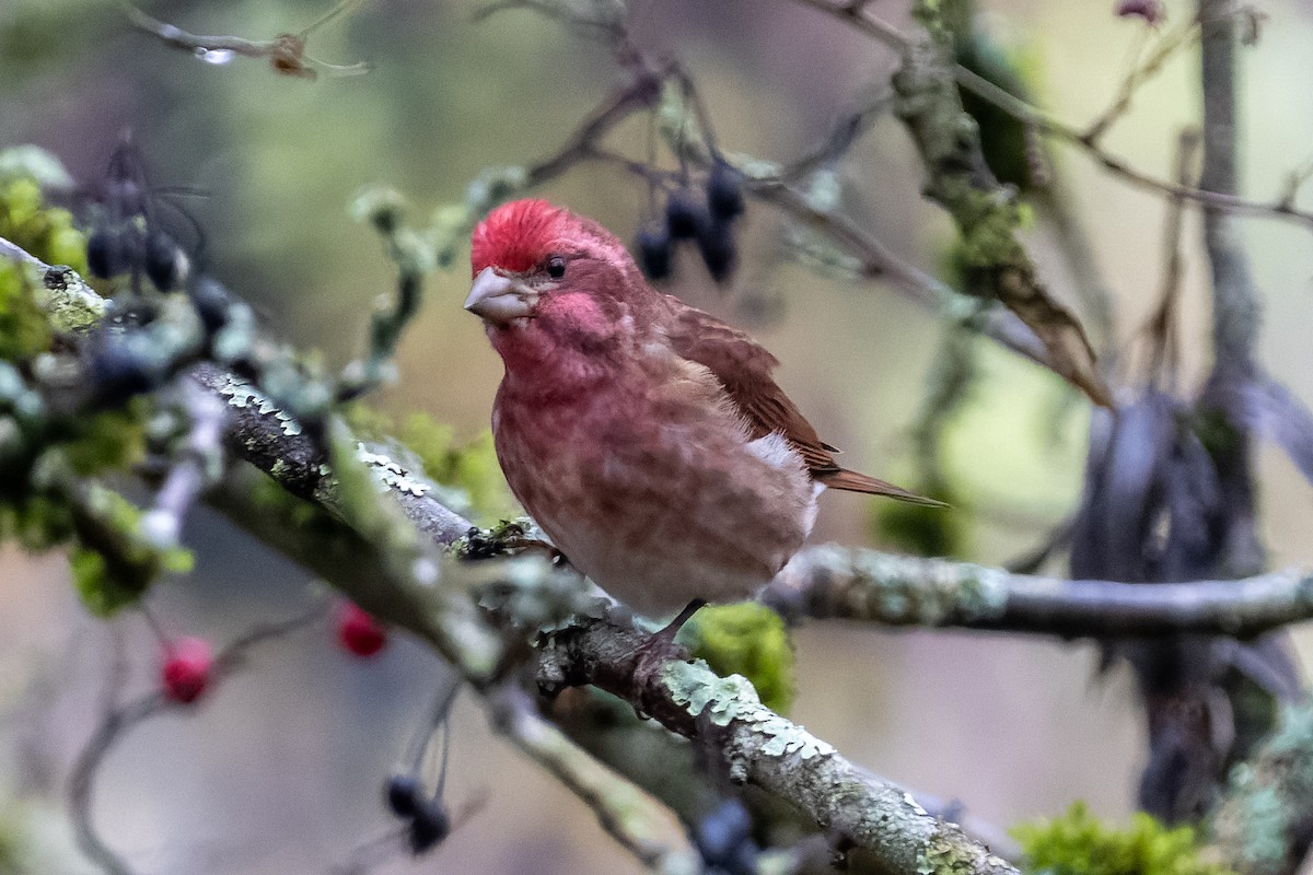Purple Finch - ML646318576
