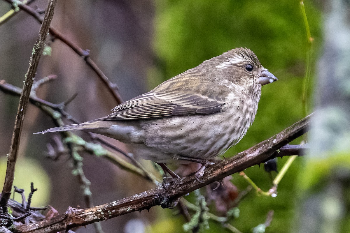 Purple Finch - ML646318577