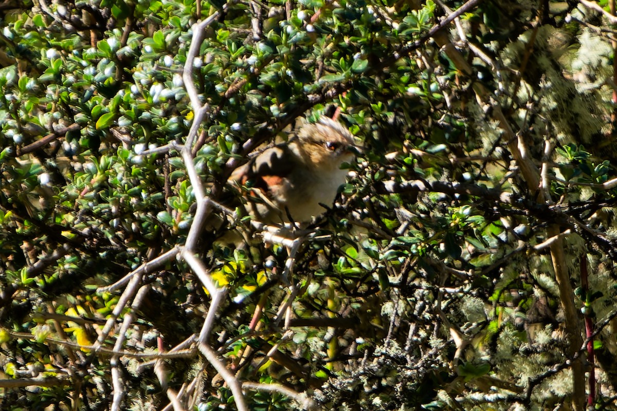 Creamy-crested Spinetail - ML646318578