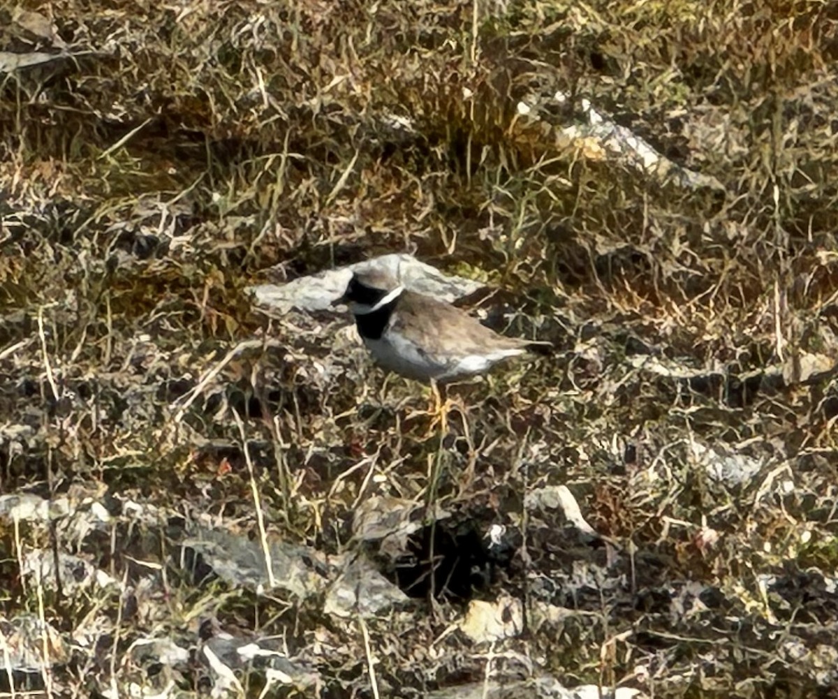 環頸鴴 - ML646318579